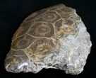 Polished Fossil Coral Head - Very Detailed #9350-1